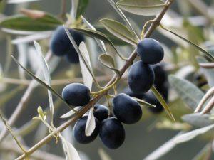 Schwarze Oliven am Baum