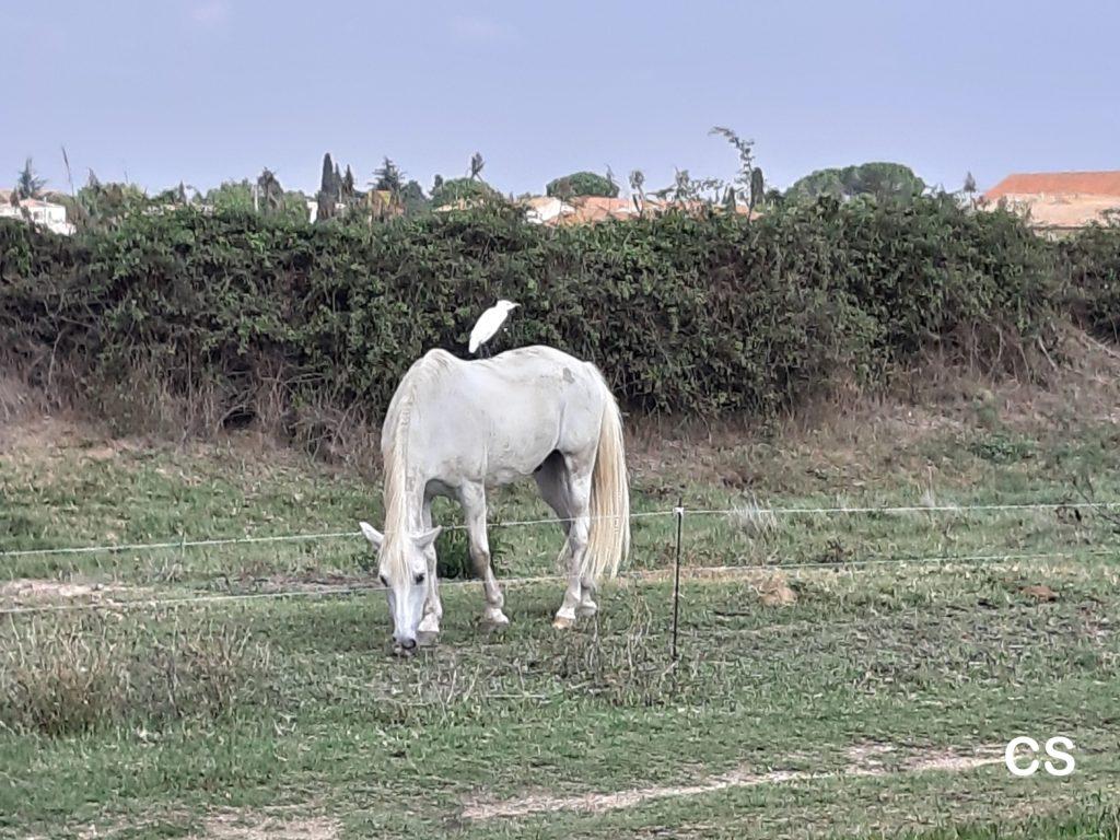 Camargue-Pferd mit Kuhreiher